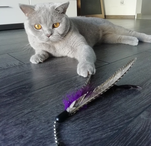 "Meine Katze spielt nicht" - ein häufiger Irrtum